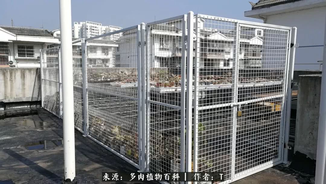 多肉还可以这样玩(上):八年养肉路剪影!