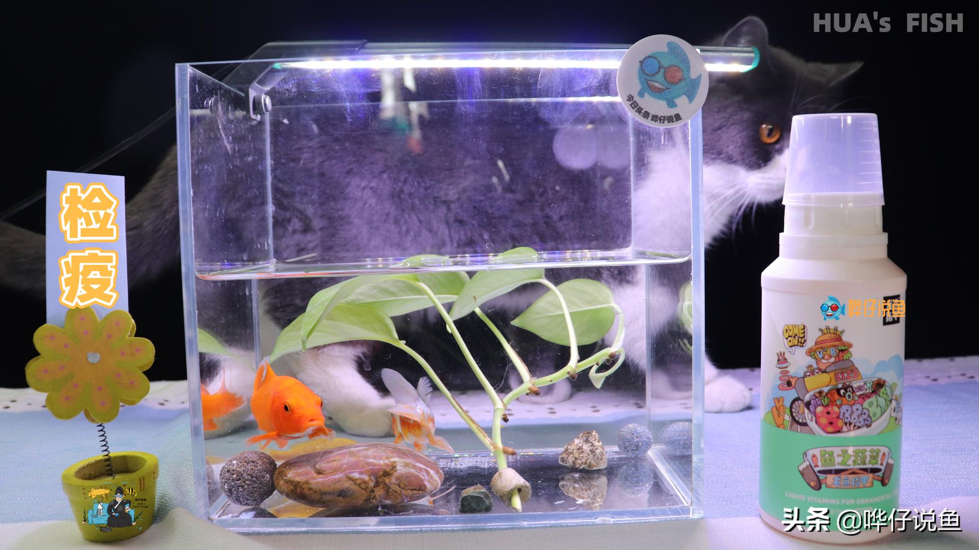 新手养鱼小缸知识大全,小型鱼缸养鱼小知识