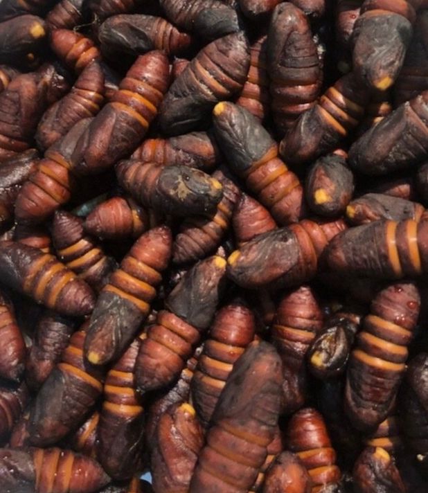 奇奇怪怪的美食零食,奇奇怪怪的美食图文