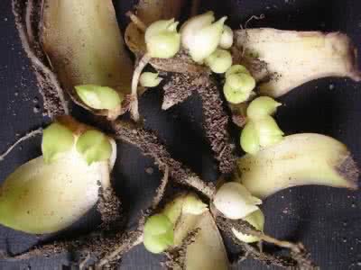 百合花开完插花瓶怎么养,百合花开完怎么处理第二年还会开