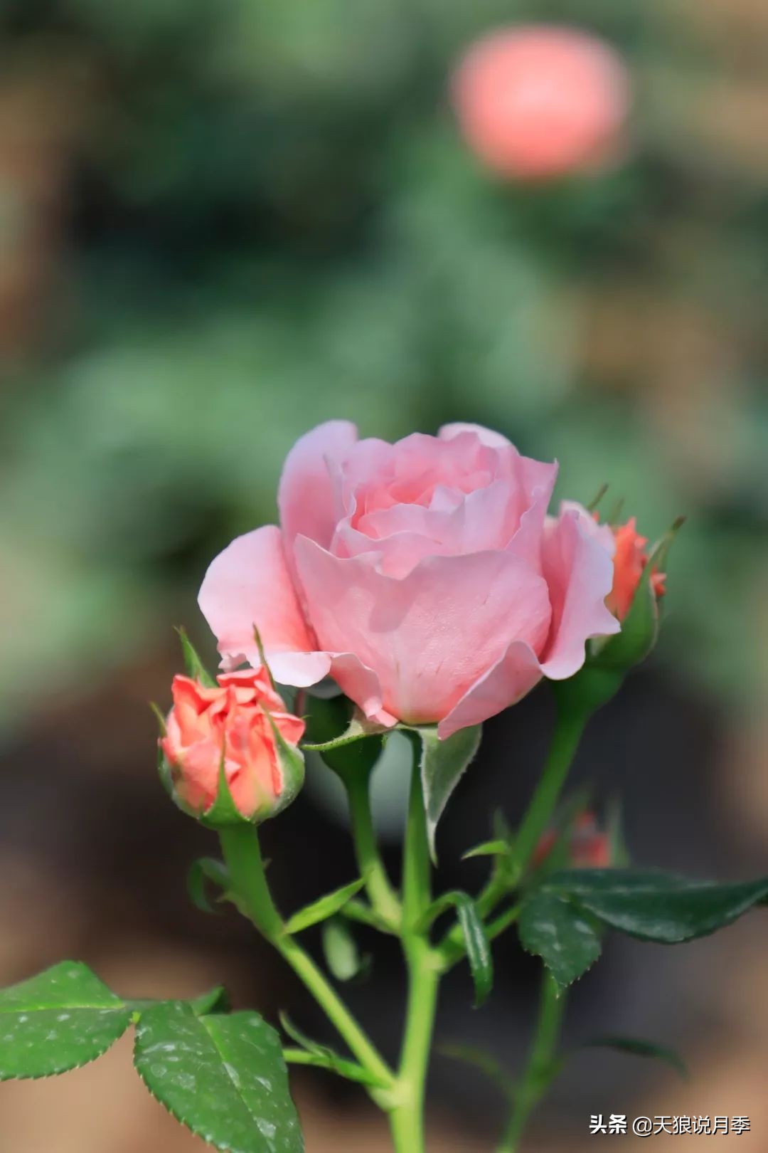 都说“最美人间四月天”，应该就是月季开花的模样吧！