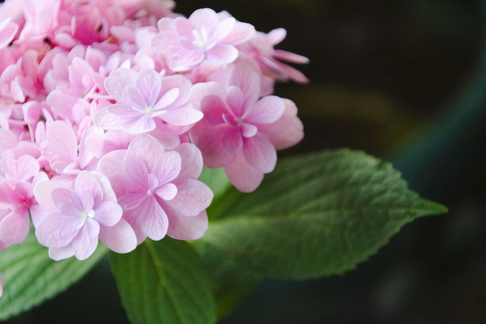 我养的花有点叶子不绿了怎么办,绣球的花苞枯萎怎么办修剪