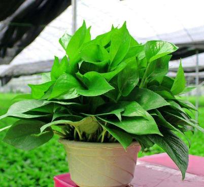 绿萝要是快死，别把它扔掉，利用这种方法可以让它恢复生命力