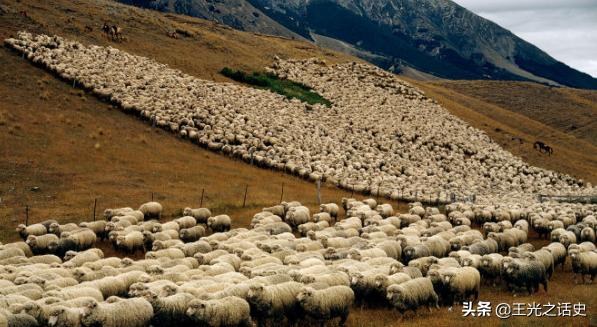 新西兰那么闲为什么是发达国家,新西兰这个国家靠什么发展的经济