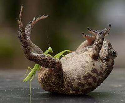 三条腿的蛤蟆动态,三条腿的蛤蟆原版