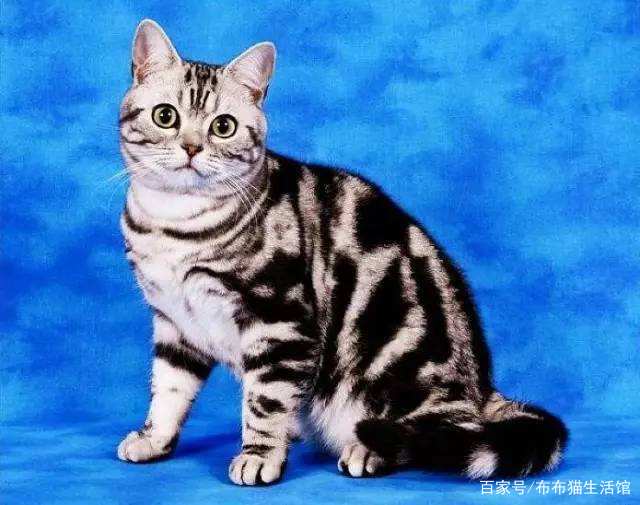 世界45种名犬图片大型犬,世界100种猫图片