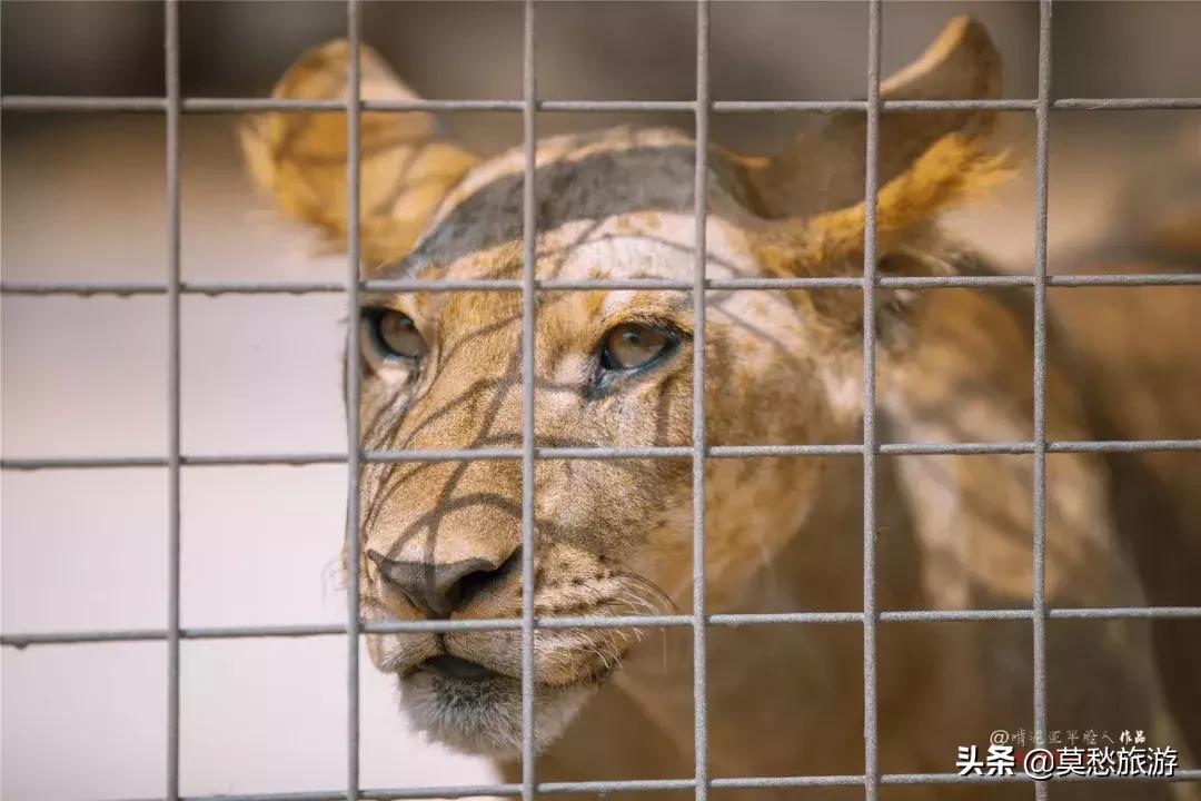 南京栖霞区免费游玩景点推荐,南京春节期间免费景点