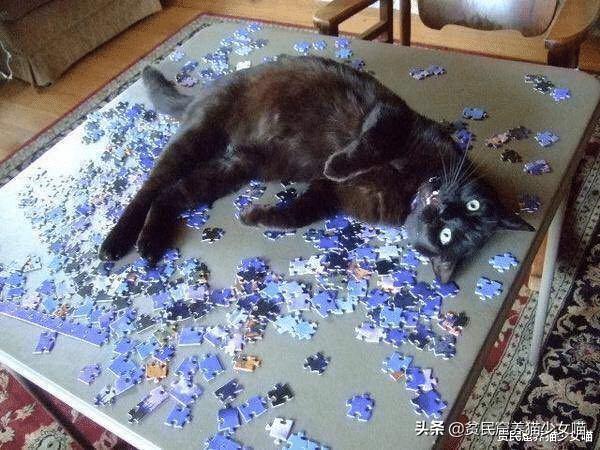 拼图可爱的小动物,有难度还很好看的猫咪拼图