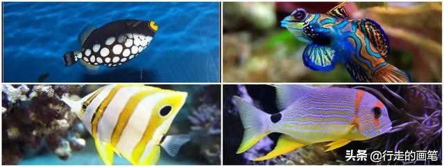 儿童画海底画最简单,儿童画海底鱼的画法