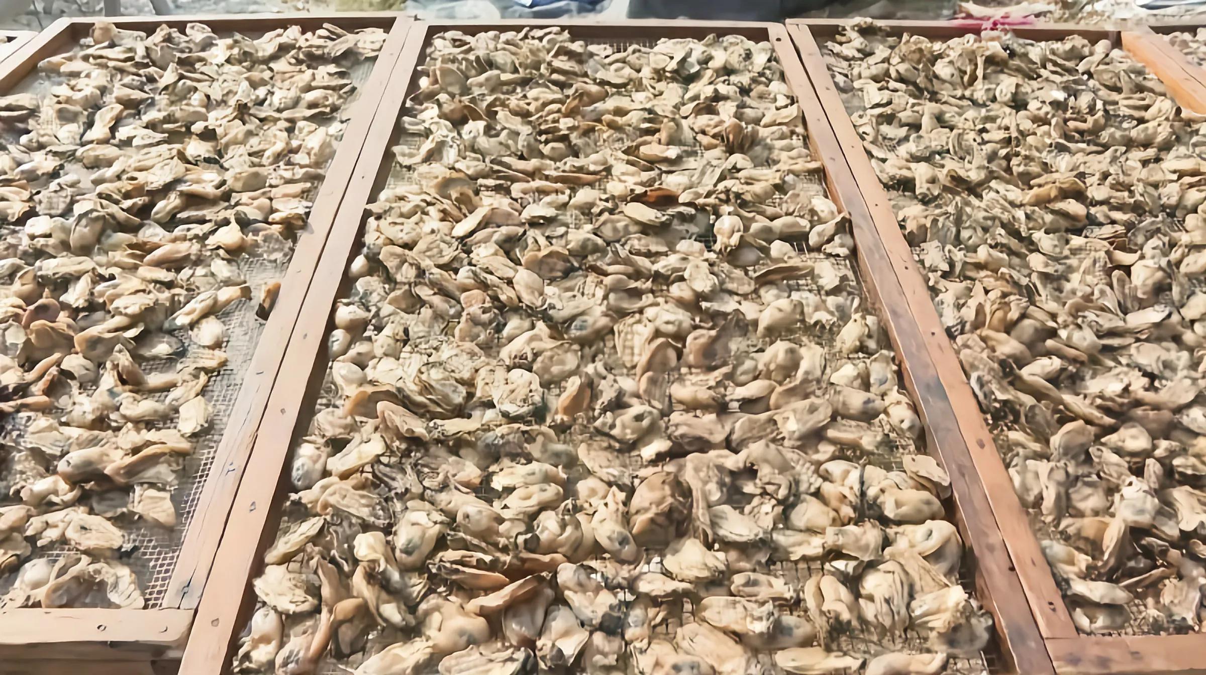 阳西是一个真正的土“蚝”村