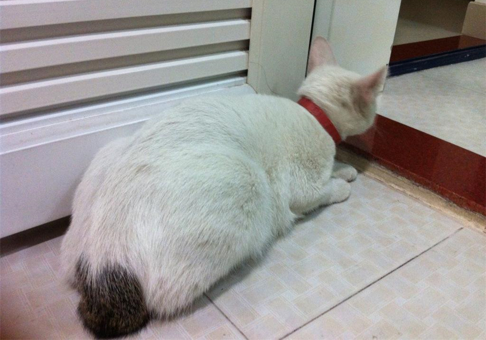 铲屎官用风油精对猫咪有什么影响,抽烟会不会导致猫咪得猫鼻支