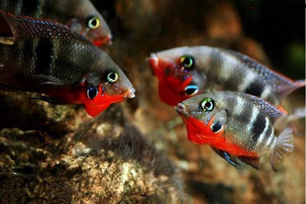 选观赏鱼技巧,选观赏鱼怎么避坑