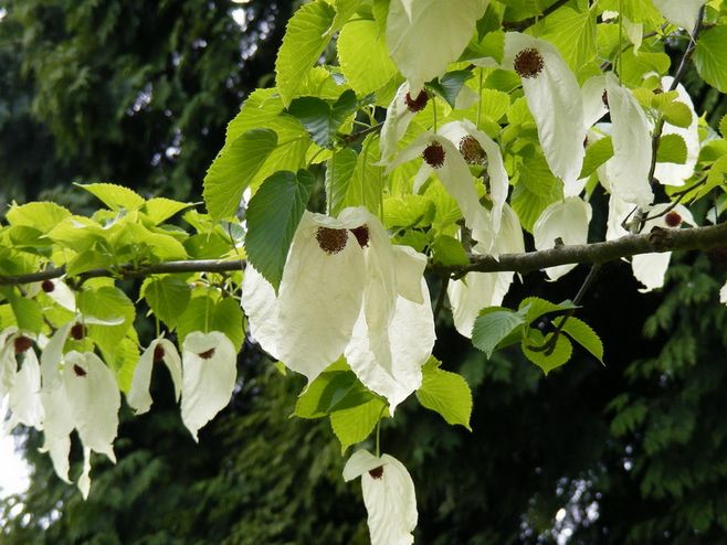 中华人民共和国野生植物保护名录,濒危保护植物名录药用植物多少种