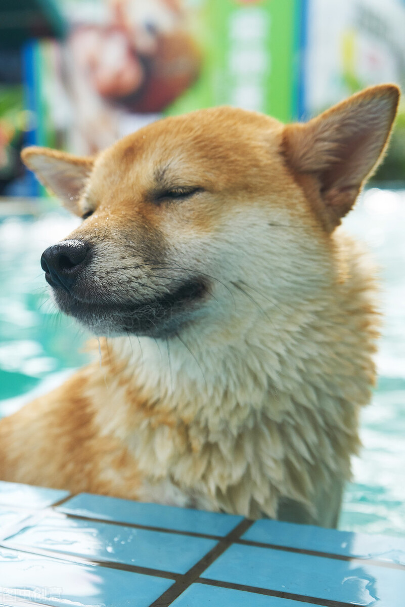 为什么不能养日本柴犬呢,柴犬有什么优点怎么那么呆萌可爱