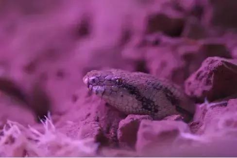 蛇类是怎么过冬的,饲养蛇类的方法是什么