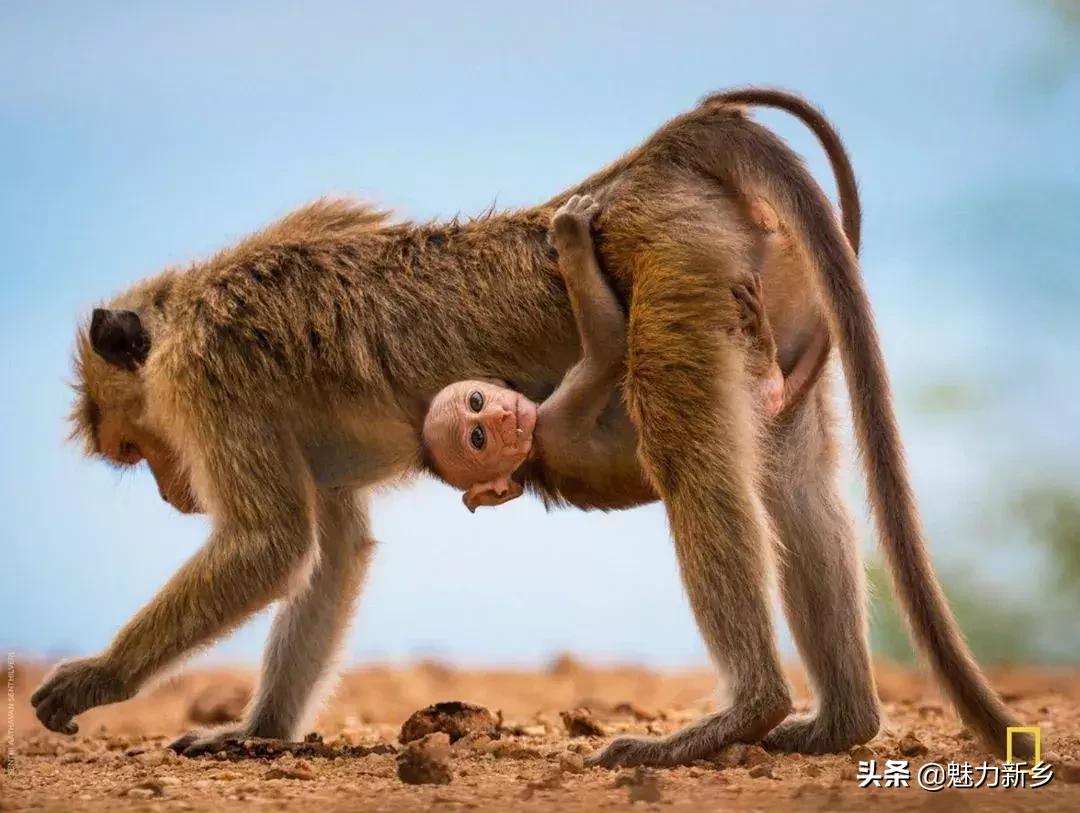 摄影欣赏:大开眼界,美国国家地理拉美官网的精彩大片