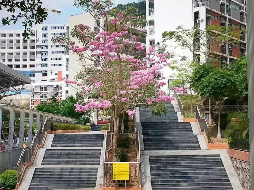 深圳高级中学好还是红岭中学好,深圳红岭最好的中学