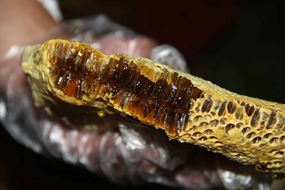 野蜂的口粮极为珍稀，一年等一次，再危险我们也要去“盗”一些！