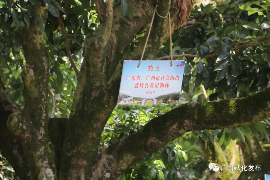 广州从化荔枝公益系列,广州从化公益荔枝