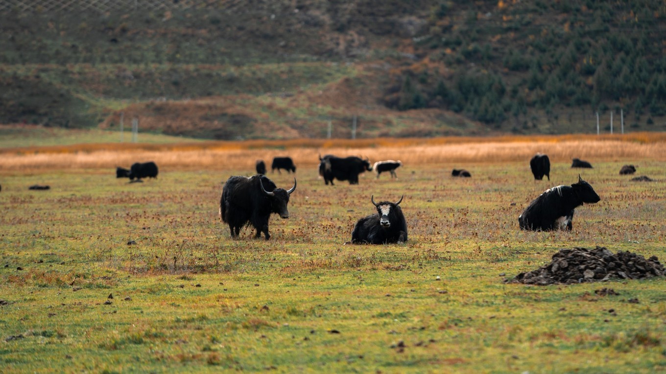 自驾云南滇藏,自驾滇西北旅游