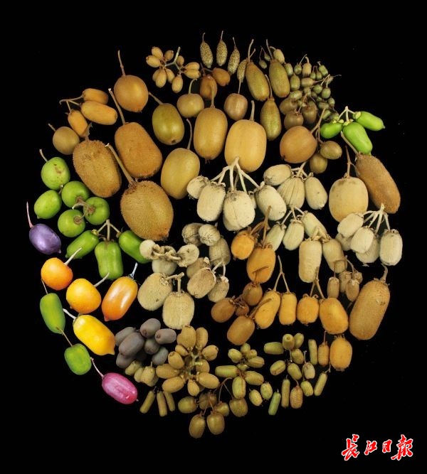 正宗翠香绿心新鲜猕猴桃,武汉植物园选育猕猴桃