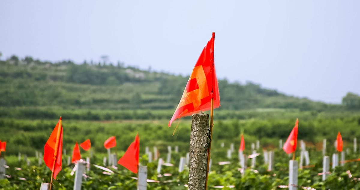 农村庄稼地防鸟的妙招教程,酒瓶防鸟最好的方法