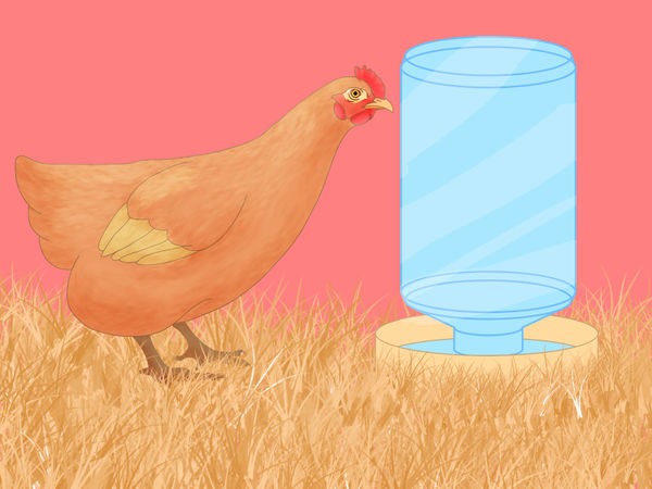 如何防止鸡吃自己的蛋3种防止鸡吃自己的蛋的方法