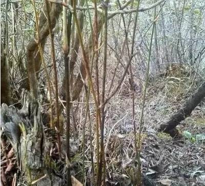 鸡血藤怎么挑选好坏,鸡血藤怎么选购