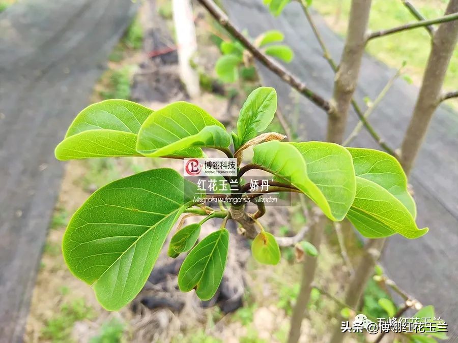 娇红一号玉兰真假识别,娇红一号玉兰和黄鸟玉兰区别