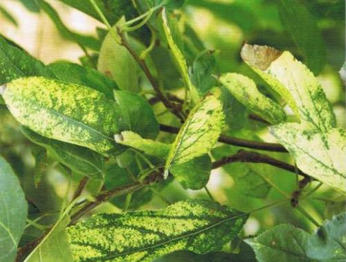 苹果花叶病最佳治疗方法,苹果花叶病病症类型