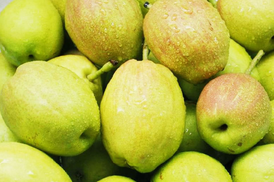 你属于什么水果？我是西瓜