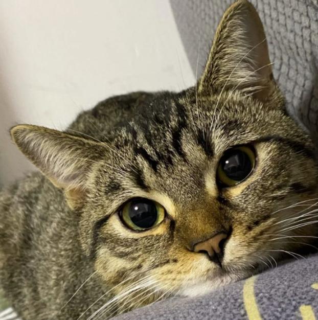 五千块钱买猫,五千块的猫咪