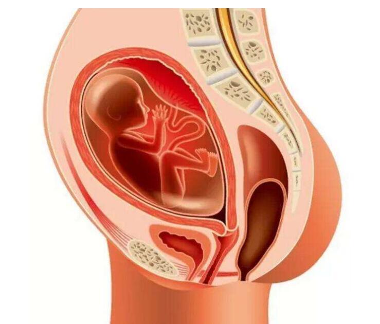 怀孕24周宝宝绕颈两周怎么办,怀孕24周脐带绕颈两周了怎么办
