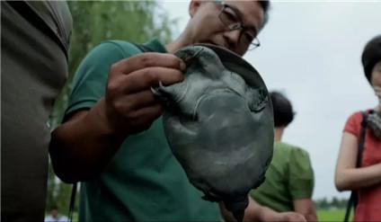 浙江大爷赚钱副业,浙江稻鳖养殖