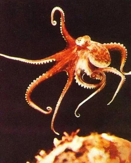 物种起源纪录片,物种的起源全文免费阅读