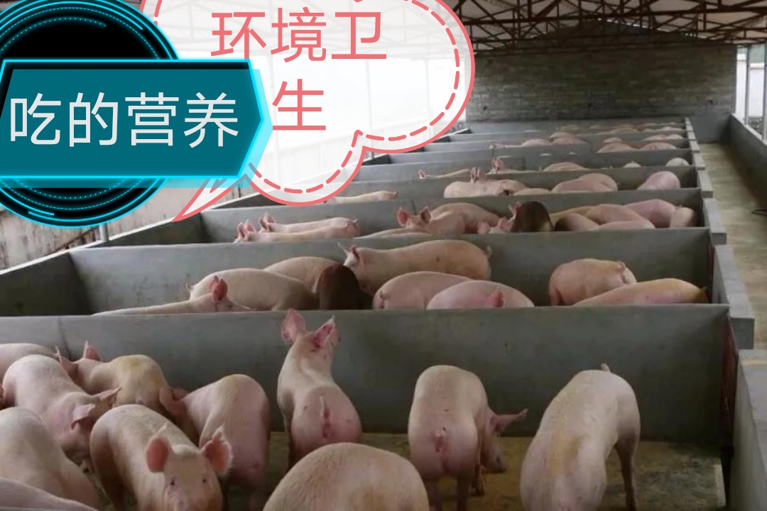 猪场氨气大有什么影响,猪场氨气该怎么解决