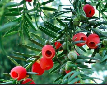 “红豆杉”是什么样子的？终于有点懂了