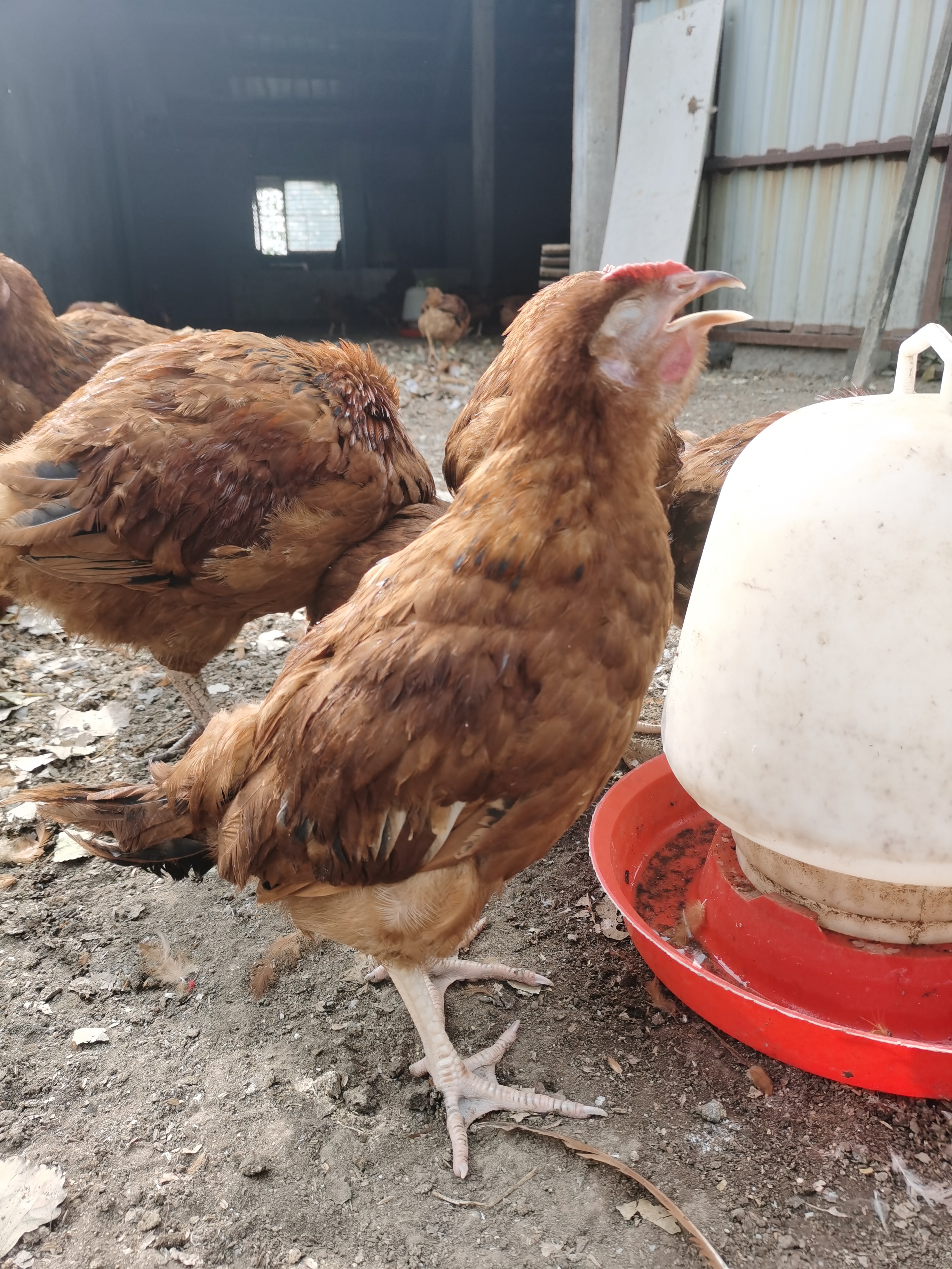 鸡呼吸道病怎么区分,鸡呼吸道病一览表