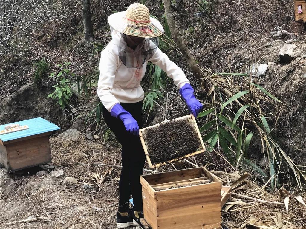 小蜜蜂助力农业增产增收,小蜜蜂脱贫致富案例