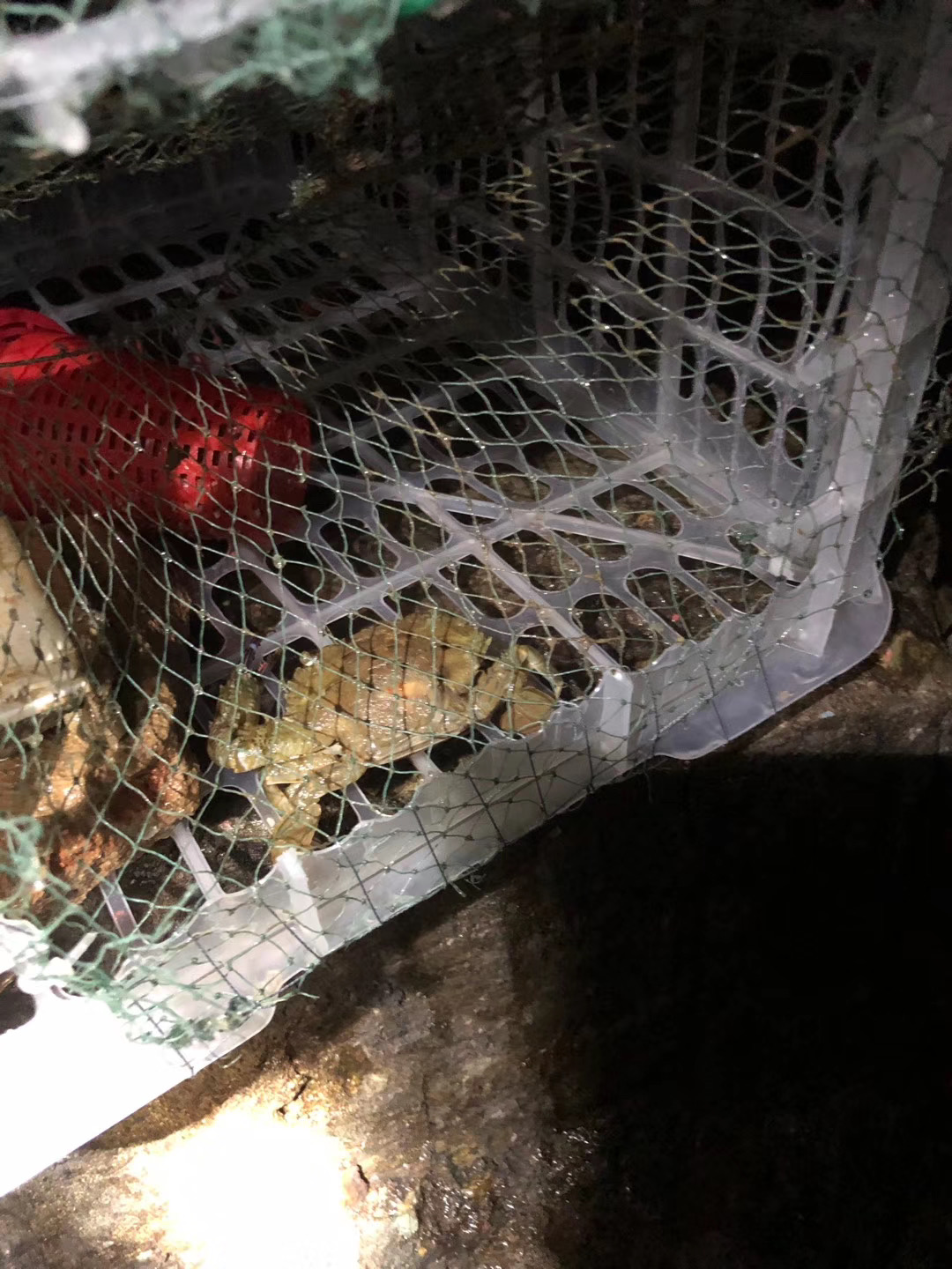 抓螃蟹的笼子自制教程,制作螃蟹笼捉螃蟹来吃