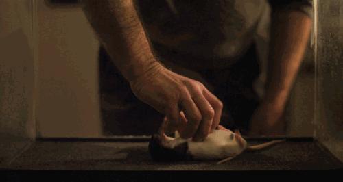 人类为何会如此害怕老鼠,为什么怕老鼠类的动物