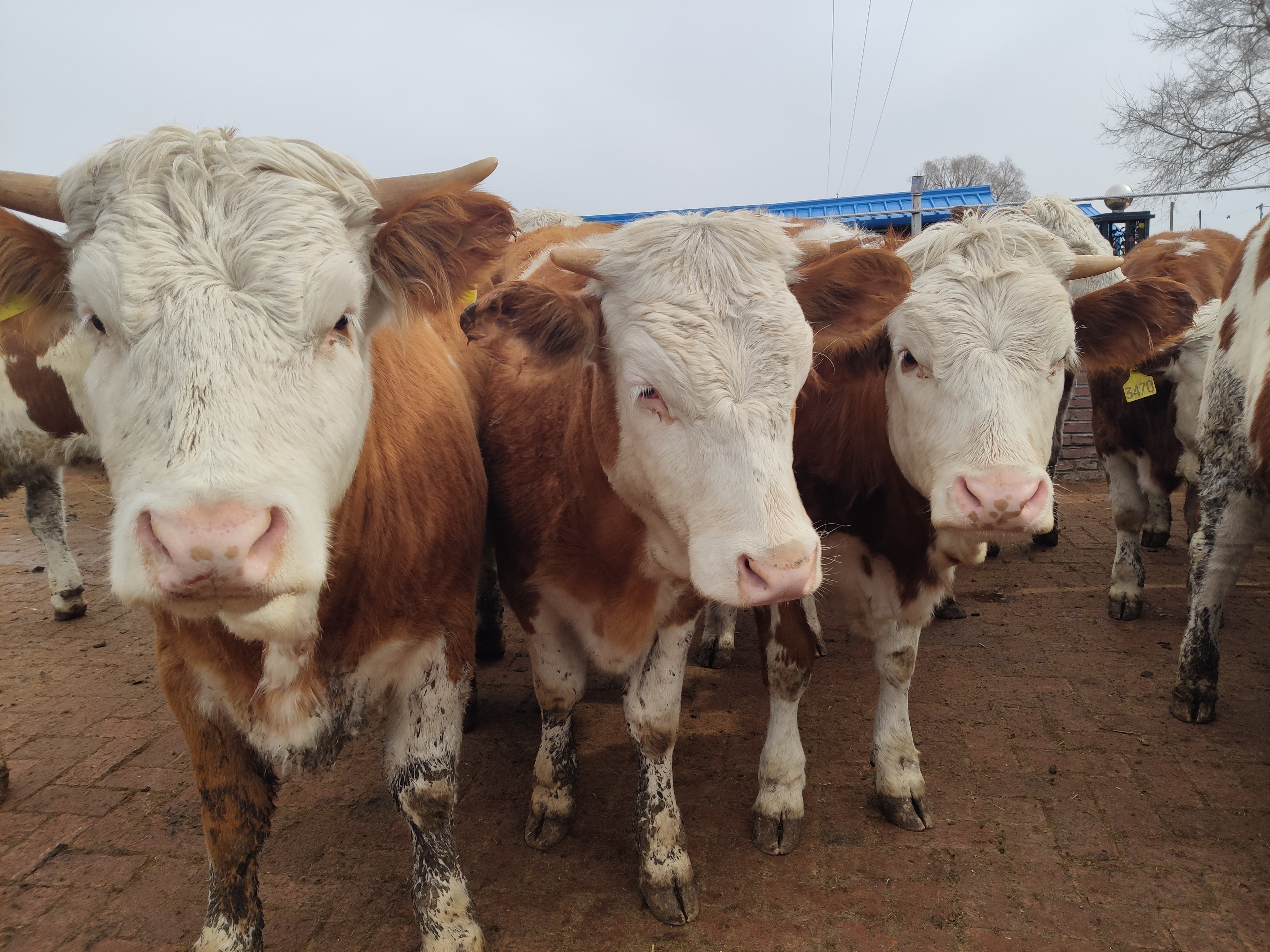 连阴雨天喂牛要注意什么,潮湿天气猫粮会坏吗