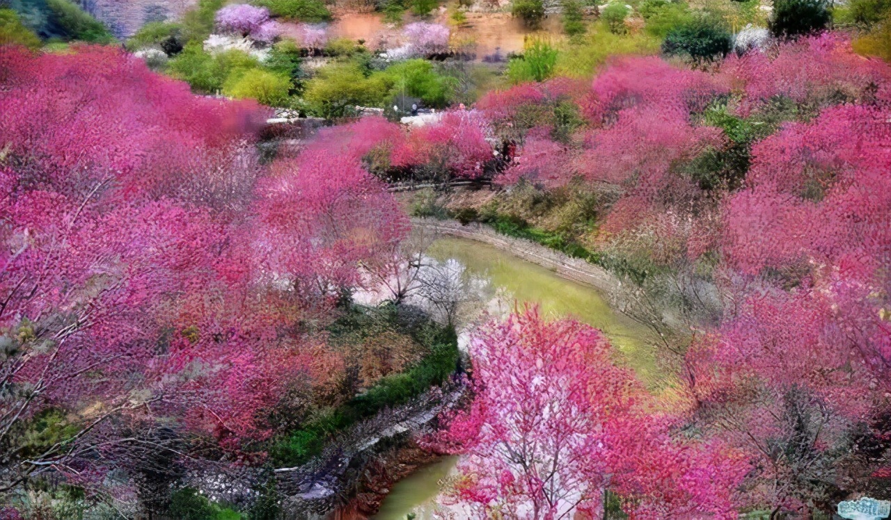 广东看樱花旅游景点推荐,广东樱花打卡景点