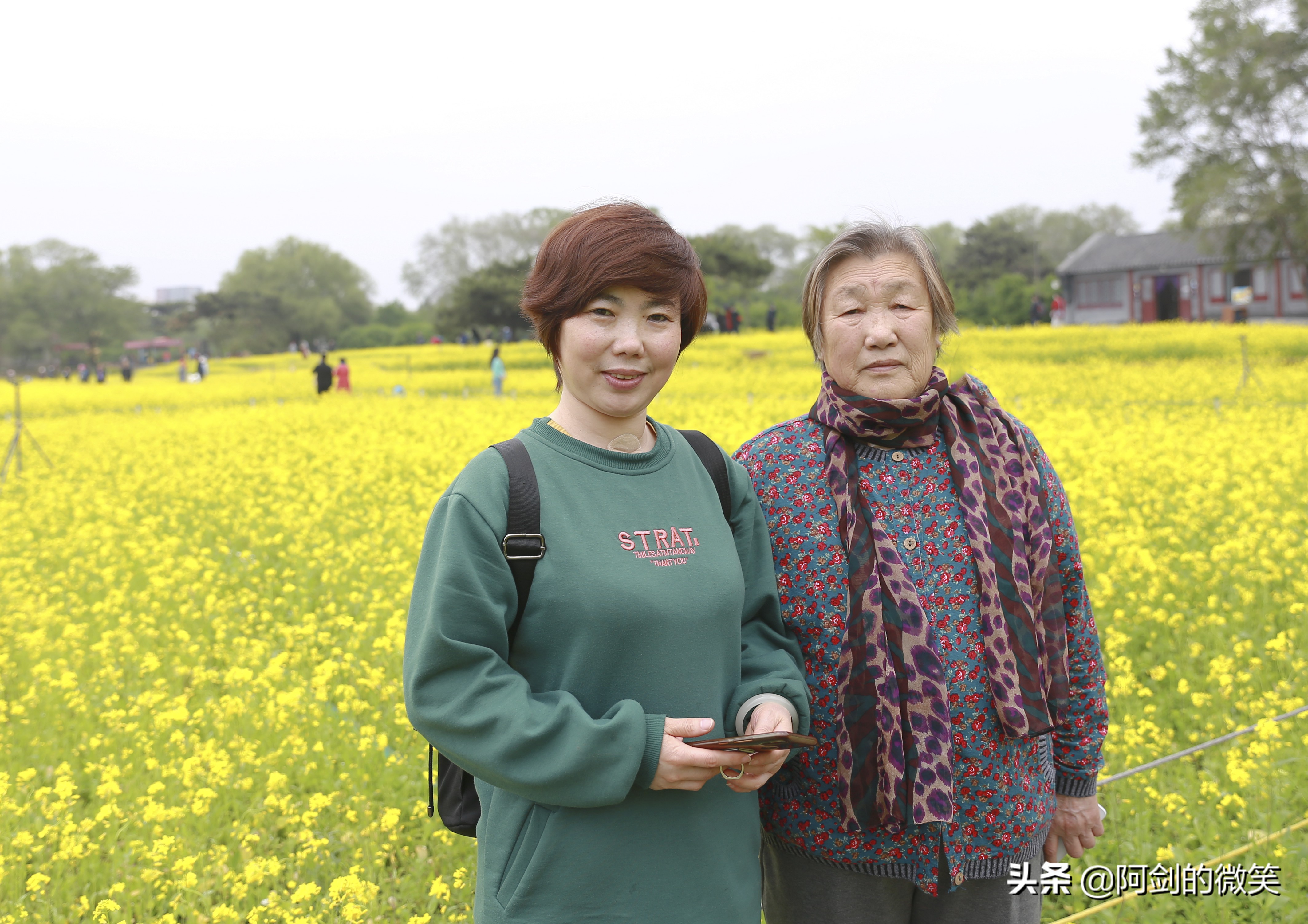 沈阳十一假期哪里有花海,沈阳玫瑰小镇温泉花海两日游