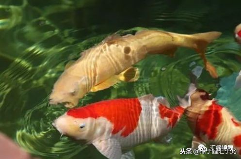 锦鲤休克水温差,锦鲤奄奄一息间歇性抽搐怎么救活