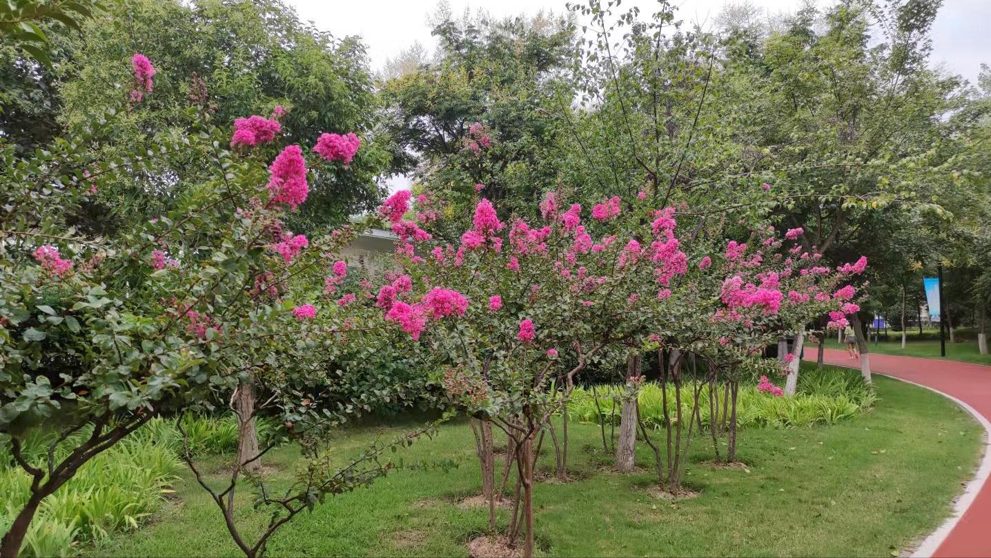 新华字典现代汉语词典,新华字典和现代汉语词典的区别