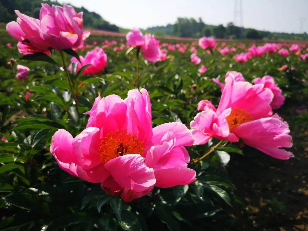 真香预警！300亩花海盛放，烤全羊十里飘香！