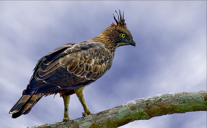 东江揽胜:收集常见鸟类图谱之猛禽篇,摄鸟人自留地,建议收藏