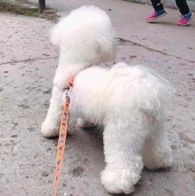 经验总结饲养比熊犬要提防这几点,如何正确饲养比熊犬5大注意事项