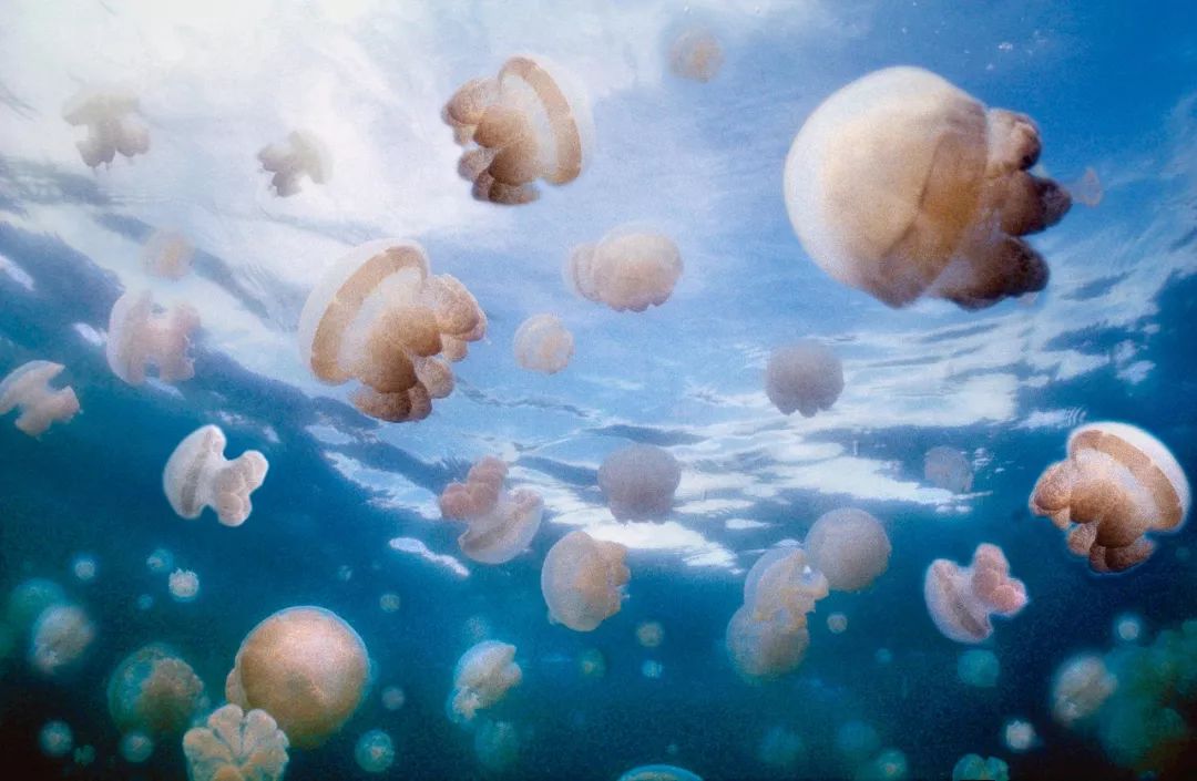 带你去看海最美的海岛,等一个人陪我到海岛